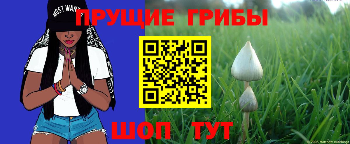 Псилоцибиновые грибы мицелий Камень-на-Оби